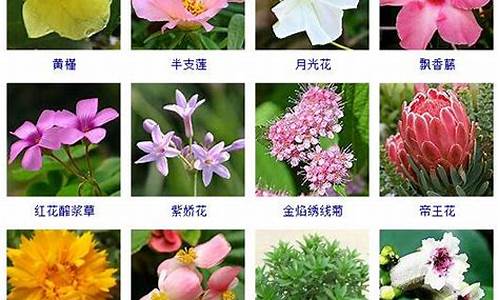 鲜花的拼音_鲜花的拼音怎么写