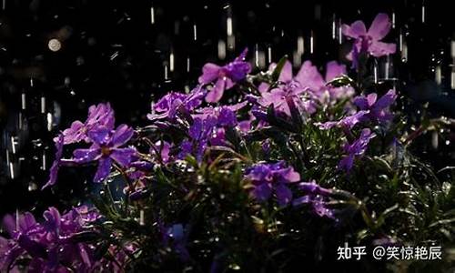 雨前初见花间蕊的下一句是什么_雨前初见花间蕊的下一句是什么呢