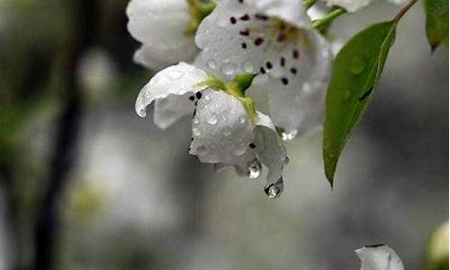 梨花一枝春带雨全诗_梨花一枝春带雨全诗翻译