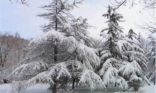 大雪压青松青松挺且直全诗_大雪压青松青松挺且直什么意思