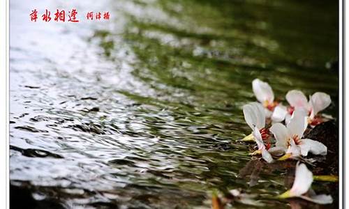 落花有意流水无情下一句_落花有意流水无情下一句是什么意思