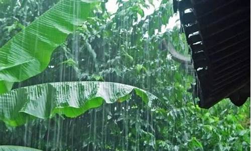 雨打芭蕉闲听雨_雨打芭蕉是